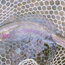 フィッシングエリア帝釈 釣果