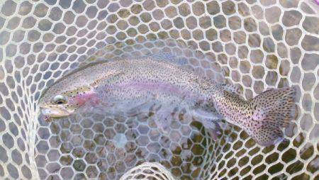 フィッシングエリア帝釈 釣果