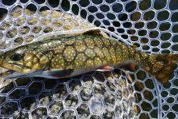 朝霞ガーデン 釣果