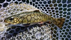 朝霞ガーデン 釣果