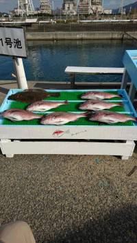和歌山マリーナシティ釣り堀 釣果