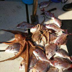 恵比寿丸（兵庫） 釣果