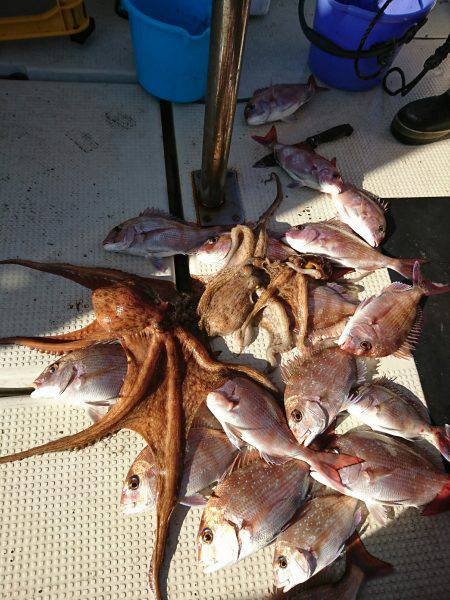 恵比寿丸（兵庫） 釣果