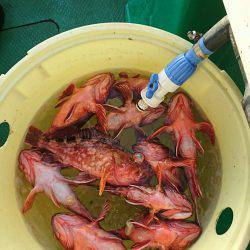 恵比寿丸（兵庫） 釣果