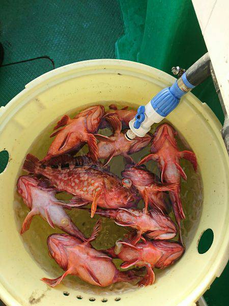 恵比寿丸（兵庫） 釣果