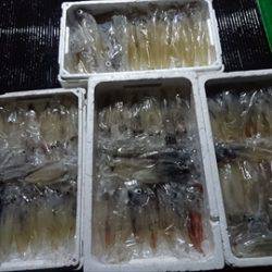 海宝丸　島根 釣果