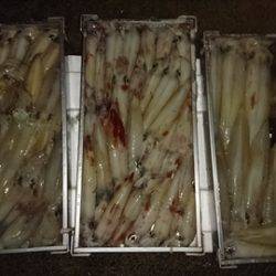 海宝丸　島根 釣果