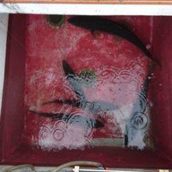 海宝丸　島根 釣果