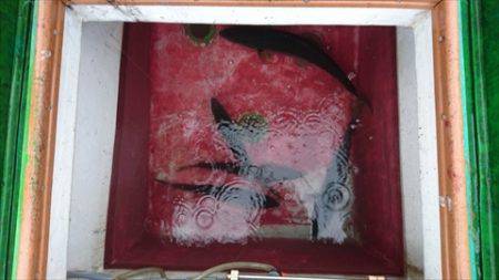 海宝丸　島根 釣果