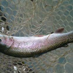 フィッシングエリア帝釈 釣果