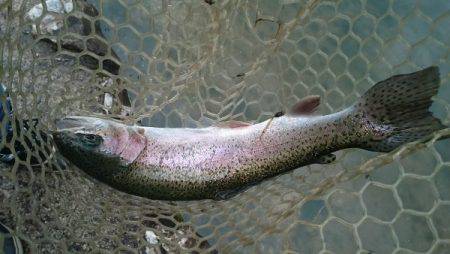 フィッシングエリア帝釈 釣果