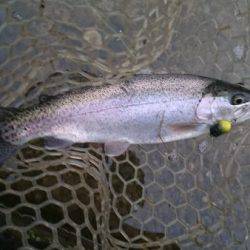 フィッシングエリア帝釈 釣果