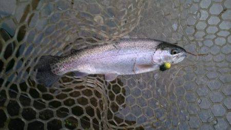 フィッシングエリア帝釈 釣果