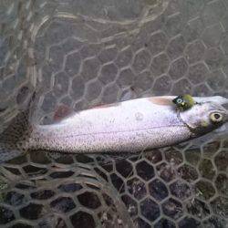 フィッシングエリア帝釈 釣果