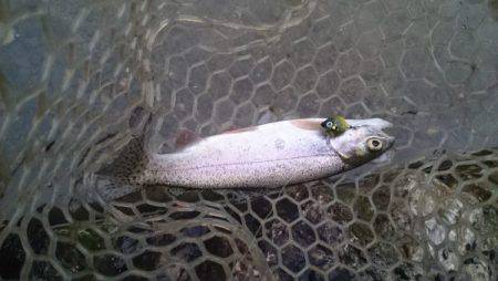 フィッシングエリア帝釈 釣果