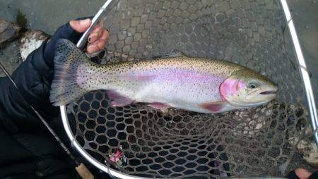 フィッシングエリア帝釈 釣果