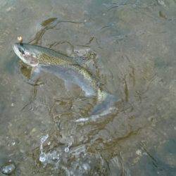 フィッシングエリア帝釈 釣果