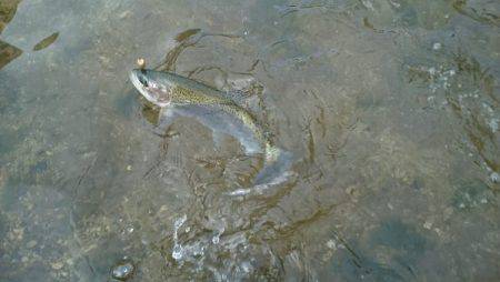 フィッシングエリア帝釈 釣果