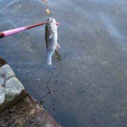 フィッシングエリア帝釈 釣果