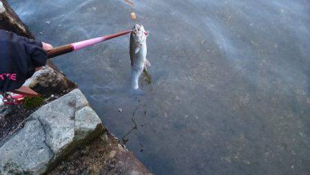 フィッシングエリア帝釈 釣果