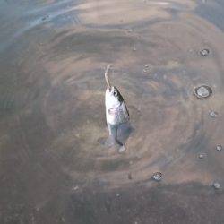 フィッシングエリア帝釈 釣果