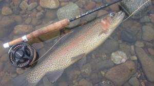 会津大川（会津非出資漁業協同組合） 釣果