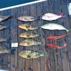 フィッシングボートACE(エース) 釣果