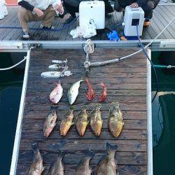 フィッシングボートACE(エース) 釣果