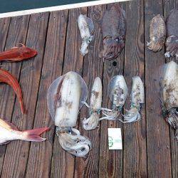 フィッシングボートACE(エース) 釣果