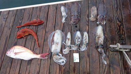 フィッシングボートACE(エース) 釣果