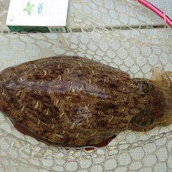 フィッシングボートACE(エース) 釣果