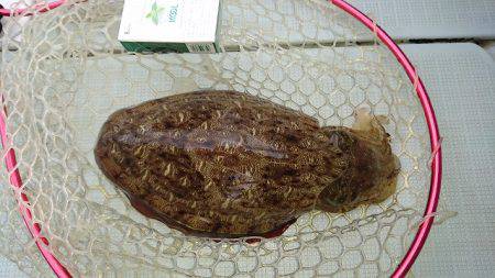 フィッシングボートACE(エース) 釣果