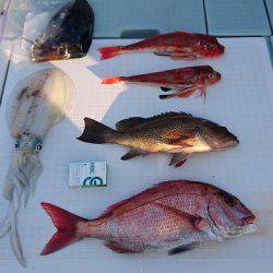 フィッシングボートACE(エース) 釣果