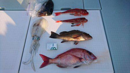 フィッシングボートACE(エース) 釣果