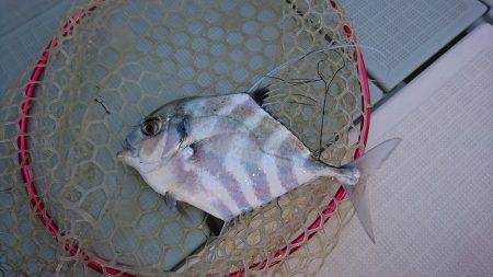 フィッシングボートACE(エース) 釣果