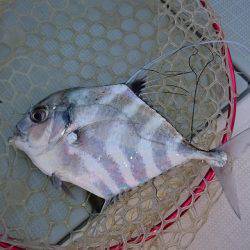 フィッシングボートACE(エース) 釣果