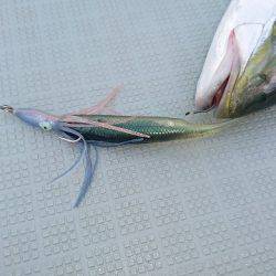 フィッシングボートACE(エース) 釣果