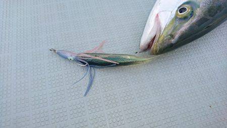 フィッシングボートACE(エース) 釣果