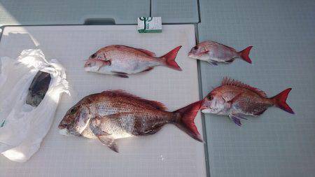 フィッシングボートACE(エース) 釣果