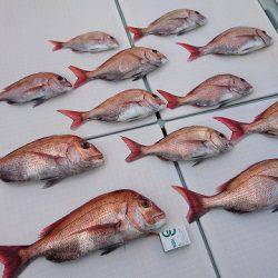 フィッシングボートACE(エース) 釣果