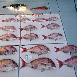 フィッシングボートACE（エース） 釣果