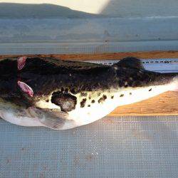 フィッシングボートACE（エース） 釣果