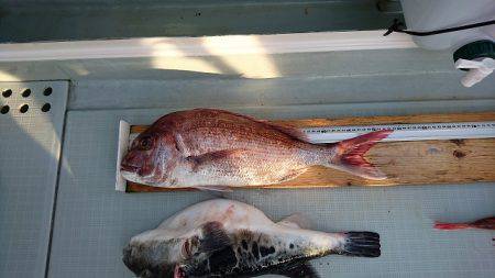 フィッシングボートACE（エース） 釣果