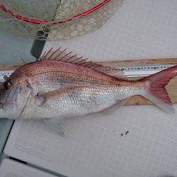 フィッシングボートACE(エース) 釣果