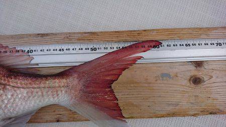 フィッシングボートACE(エース) 釣果