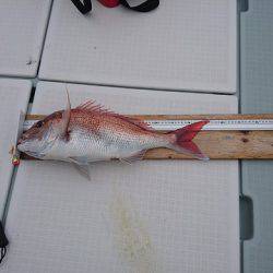 フィッシングボートACE(エース) 釣果