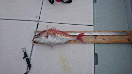 フィッシングボートACE(エース) 釣果