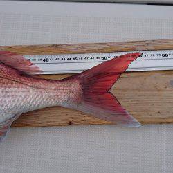 フィッシングボートACE(エース) 釣果