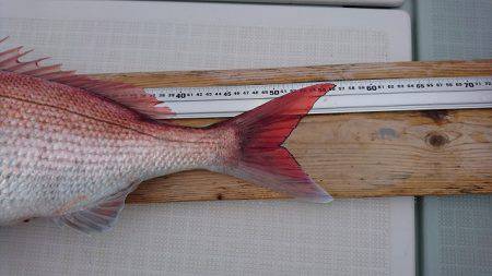 フィッシングボートACE(エース) 釣果