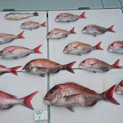 フィッシングボートACE(エース) 釣果